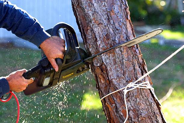 Best Tree Risk Assessment  in North Ridgeville, OH